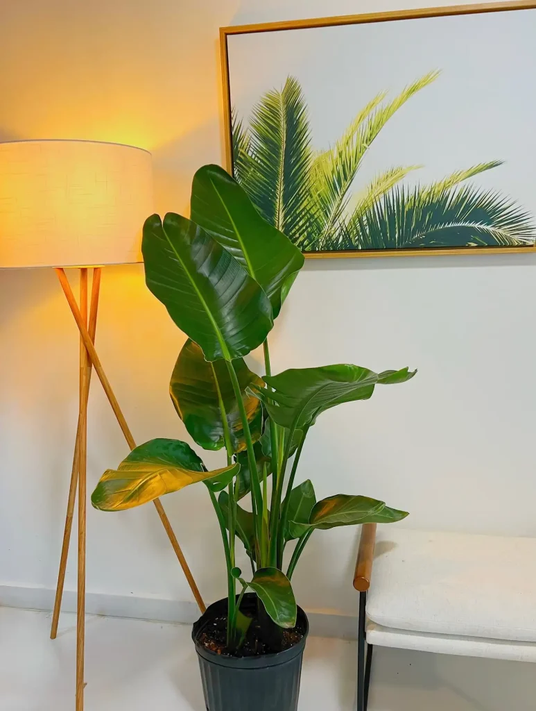 6C2A016A-C907-4902-A98F-4A31F90510E2 آبیاری نخل نیکولای