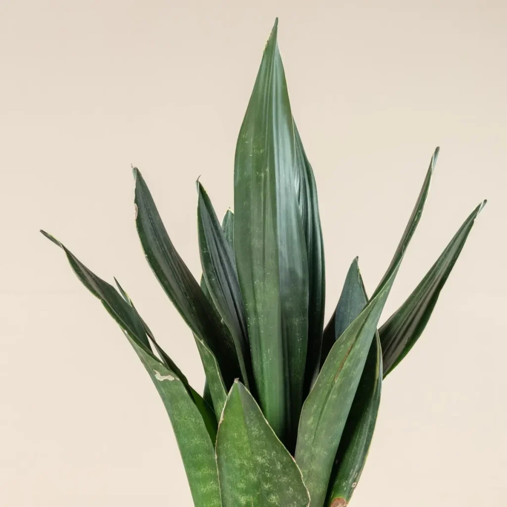 728-1 سانسوریا پاکوتاه