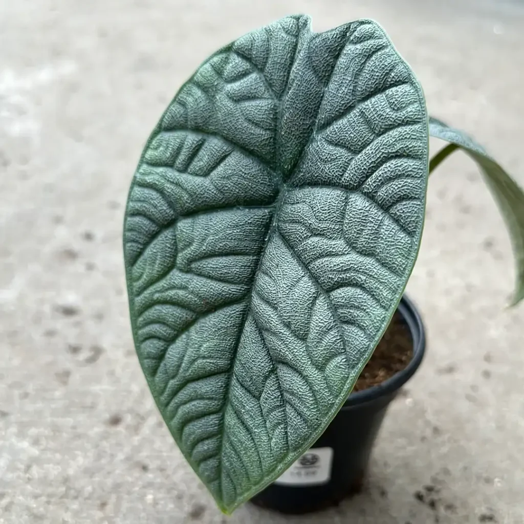 A50653D8-20F2-4BF2-8F86-CA88D0A4DD64 Alocasia melo