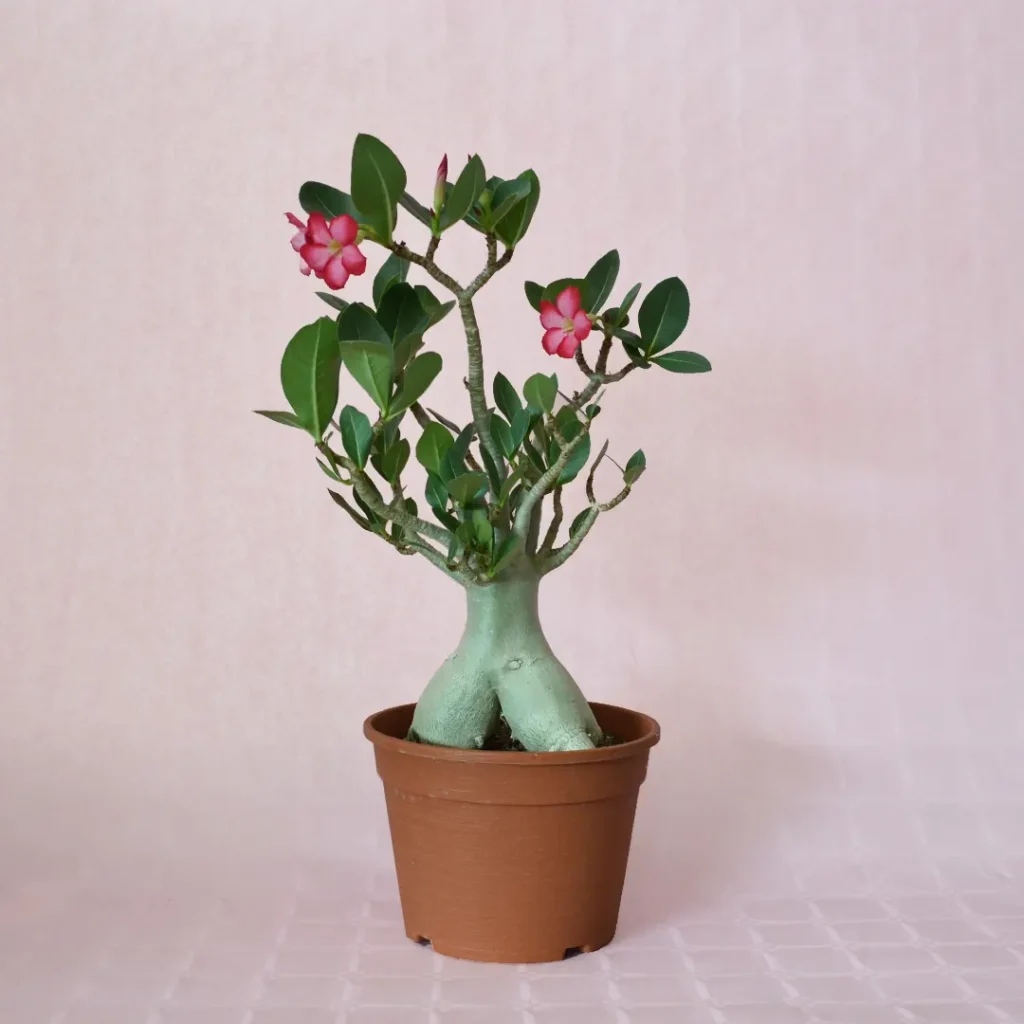 گیاه آدنیوم