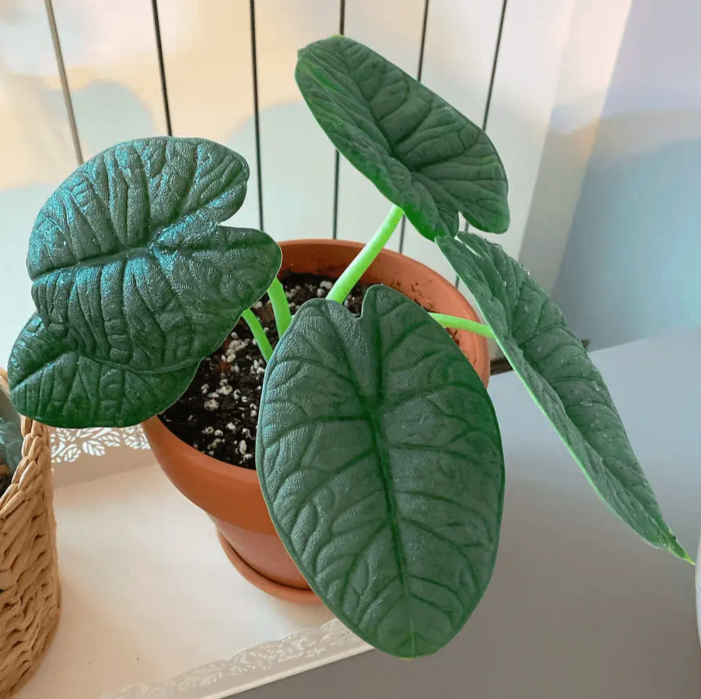 Alocasia-Rugosa-Alocasia-Melo Alocasia melo