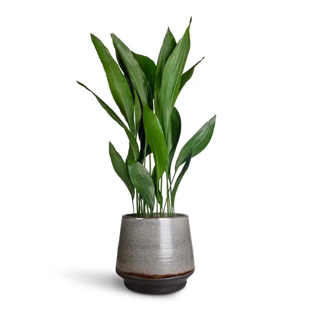 Aspidistra-24x110cm-Noaz-Pot-Coffee-34x30cm.jpg_bak_1200x گیاه برگ عبایی