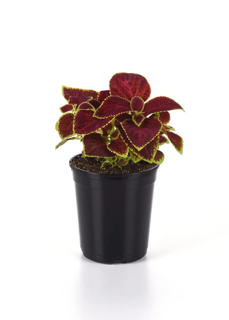 COLEUS-WIZARD-SCARLET_Pot-on-Sweep_Pot-on-Sweep حسن یوسف اسکارلت