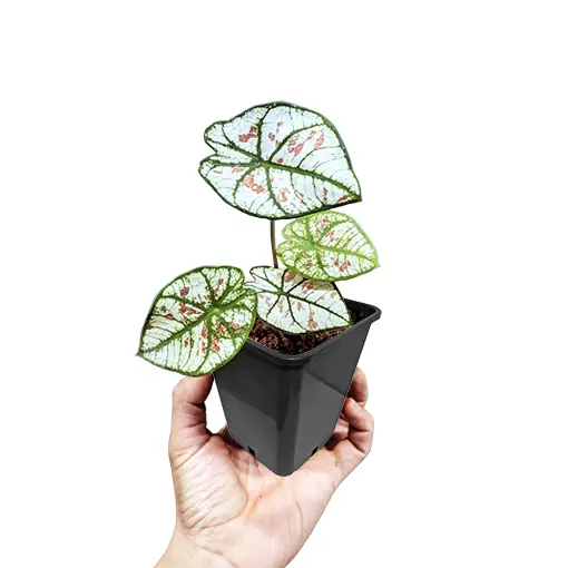 Caladium-Strawberry-Star-70mm-s.jpg کالادیوم