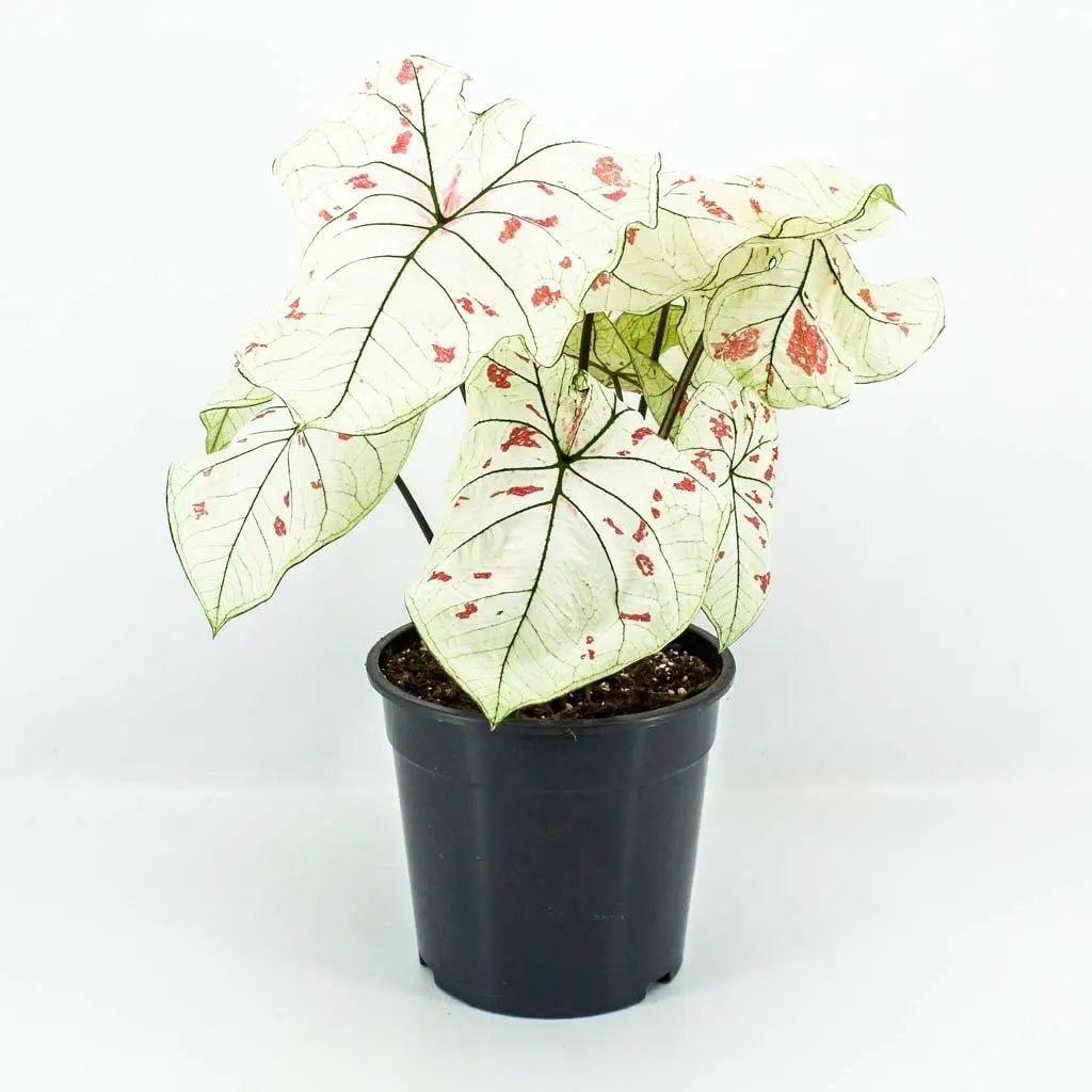 Caladium-Strawberry-Star کالادیوم استرابری استار
