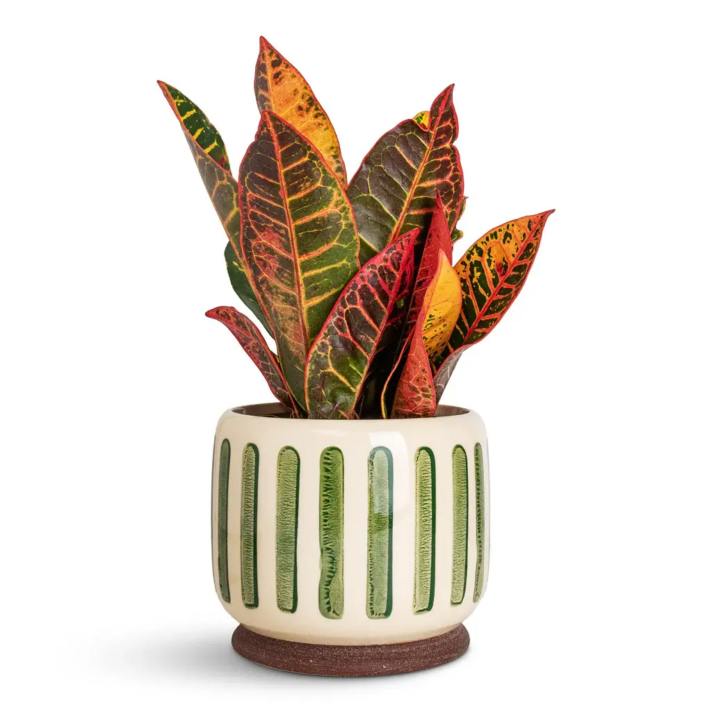 Codiaeum-Petra-13x40cm-Stripe-Pot-Green-16x13cm_1600x گیاه کروتون