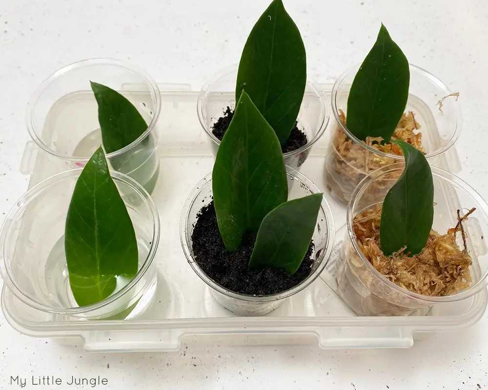 تکثیر زاموفیلیا از طریق برگ