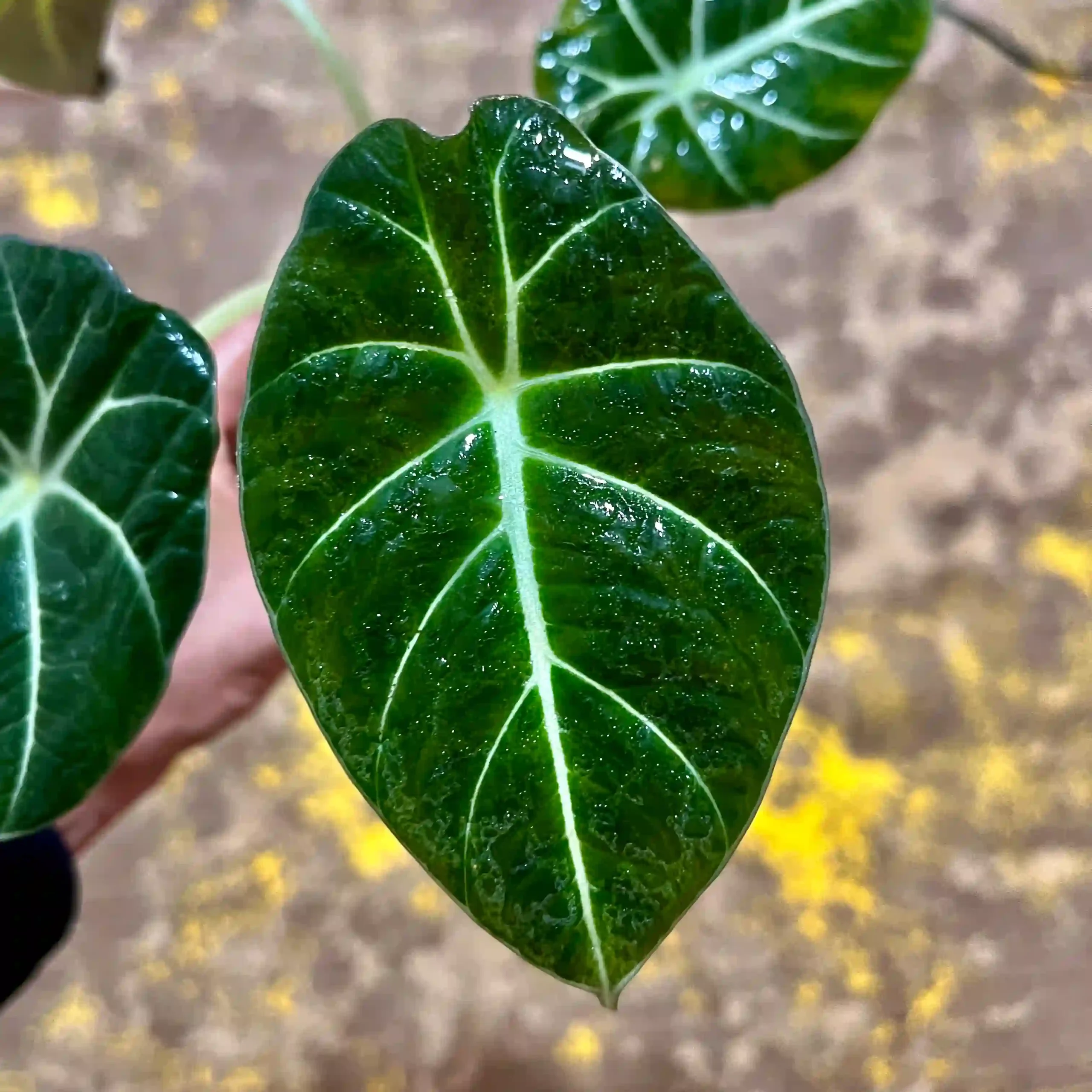 آلوکازیا بلک ولوت | Alocasia Black Velvet 1 آلوکازیا بلک ولوت