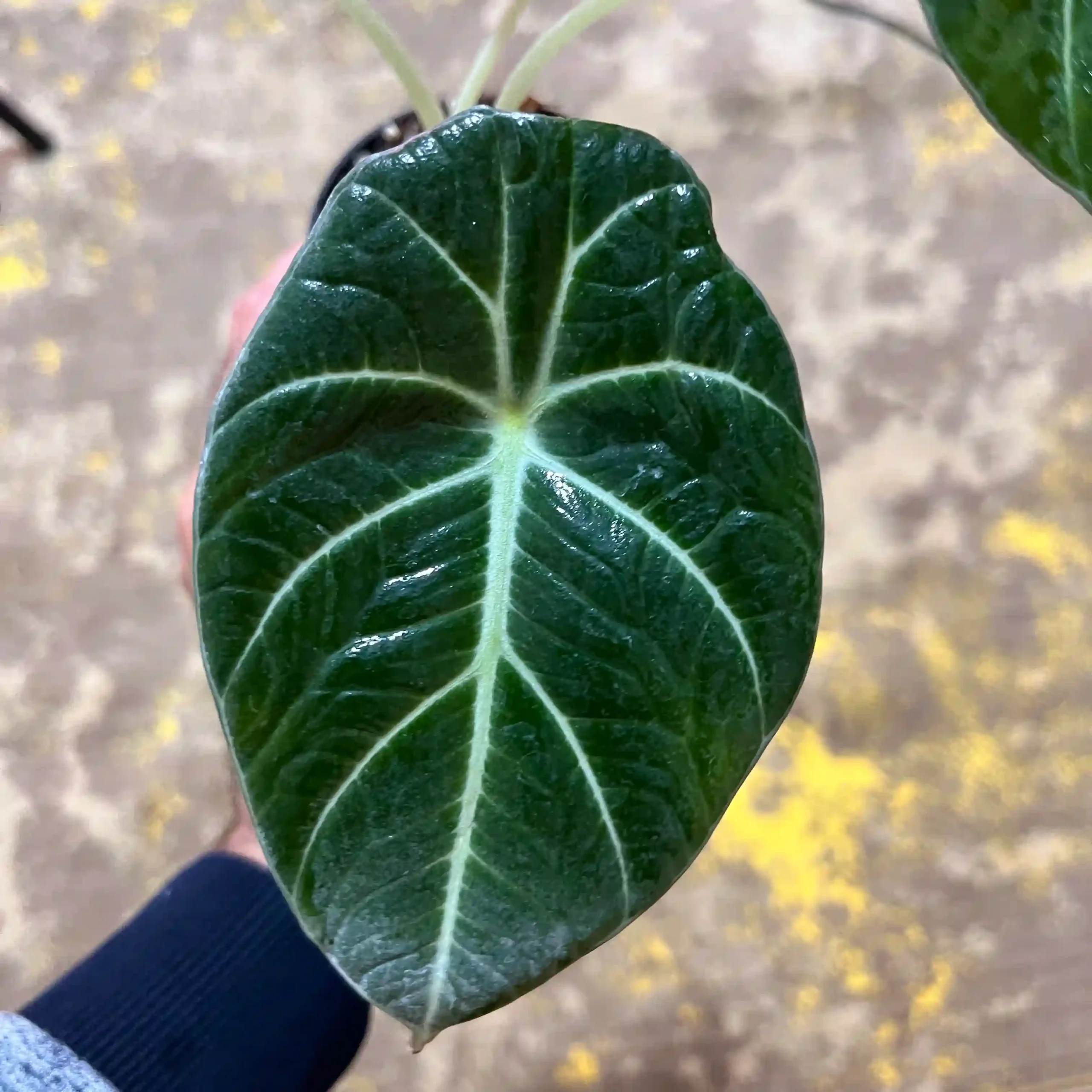 آلوکازیا بلک ولوت | Alocasia Black Velvet 2 آلوکازیا بلک ولوت