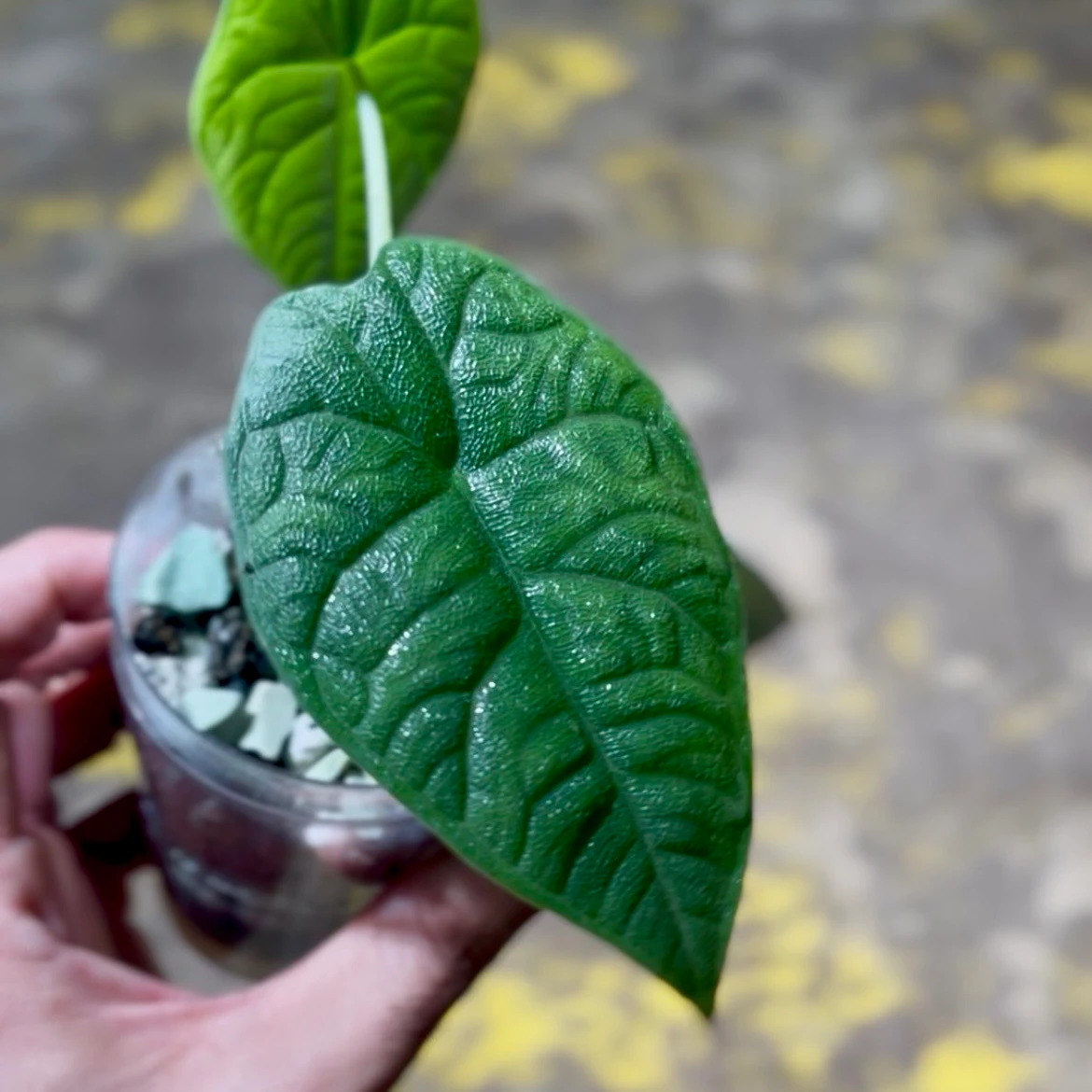 آلوکازیا ملو | Alocasia melo 2 آلوکازیا ملو