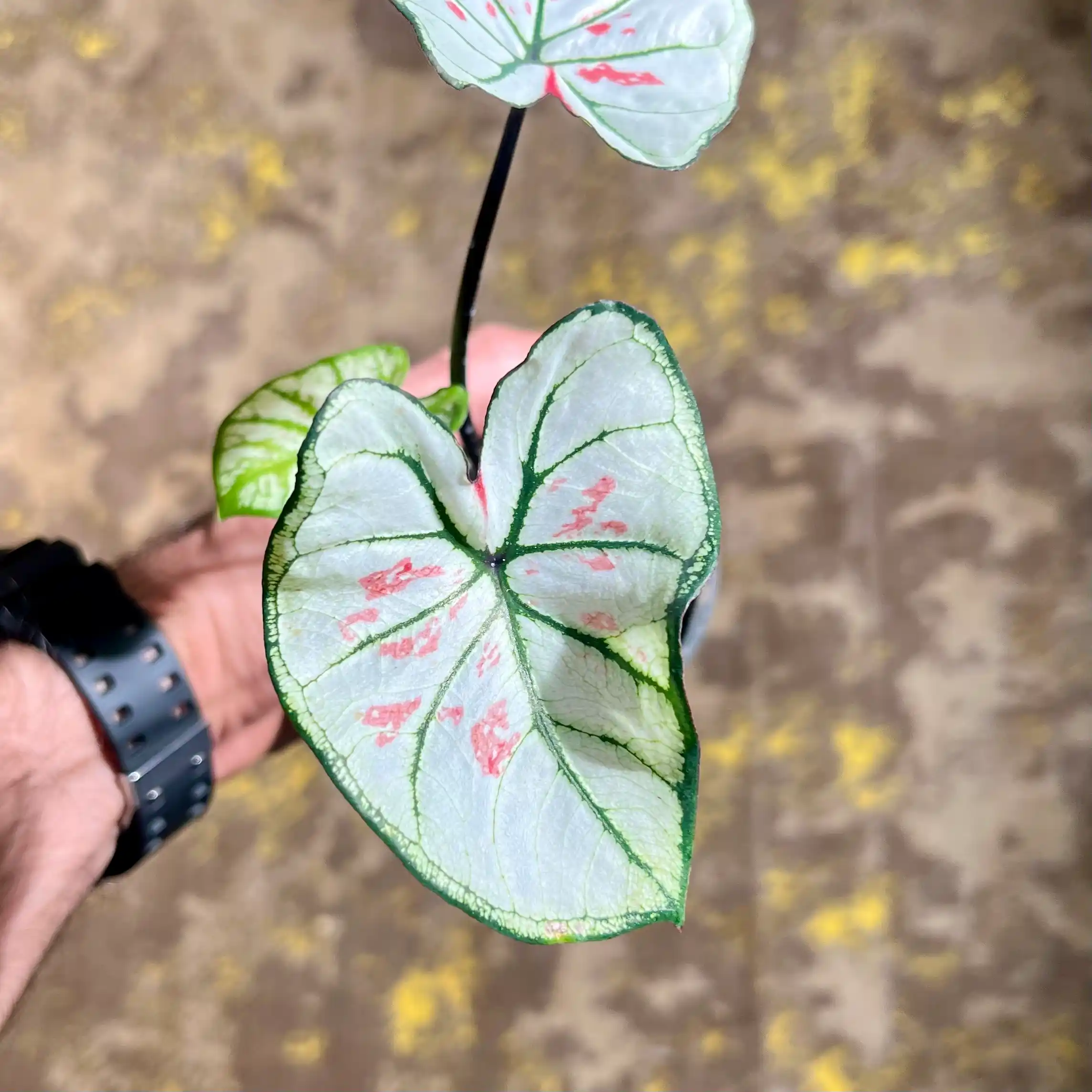 کالادیوم استرابری استار | Caladium Strawberry Star 3 کالادیوم استرابری استار