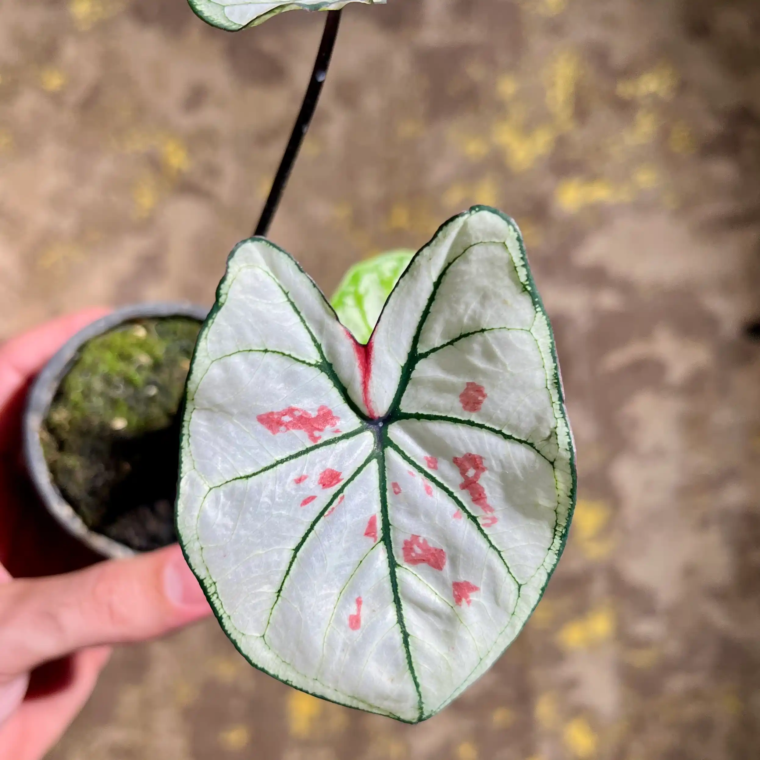 کالادیوم استرابری استار | Caladium Strawberry Star 1 کالادیوم استرابری آیس