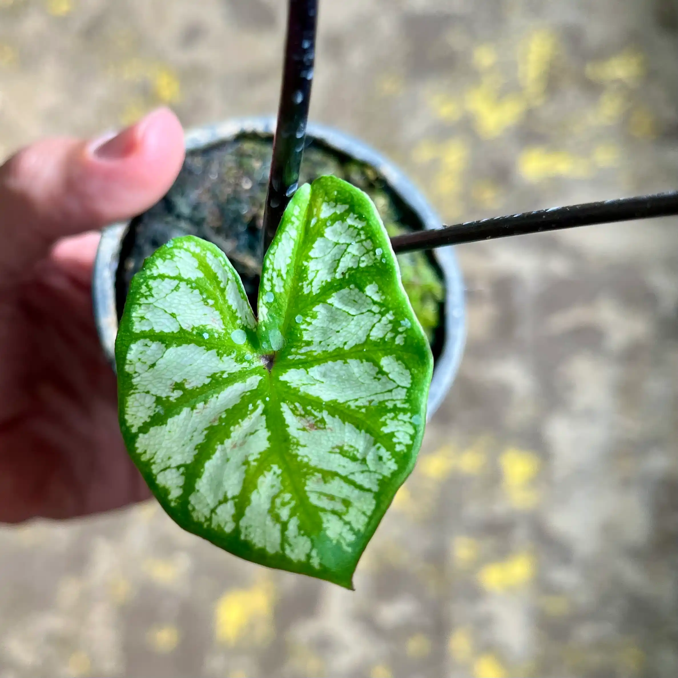 کالادیوم استرابری استار | Caladium Strawberry Star 2 کالادیوم استرابری استار