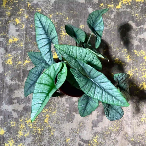 آلوکازیا پلاتینیوم