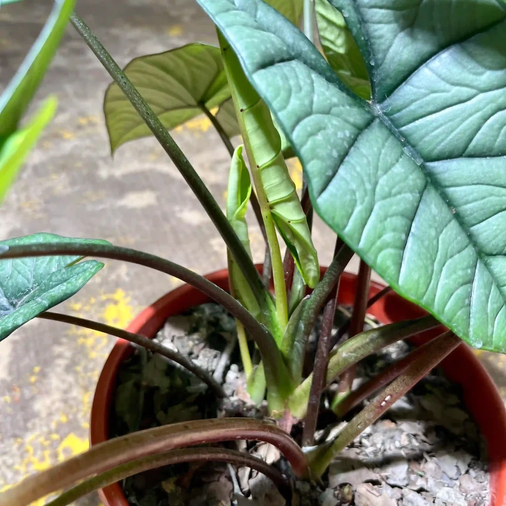 IMG_5158 آلوکازیا پلاتینیوم