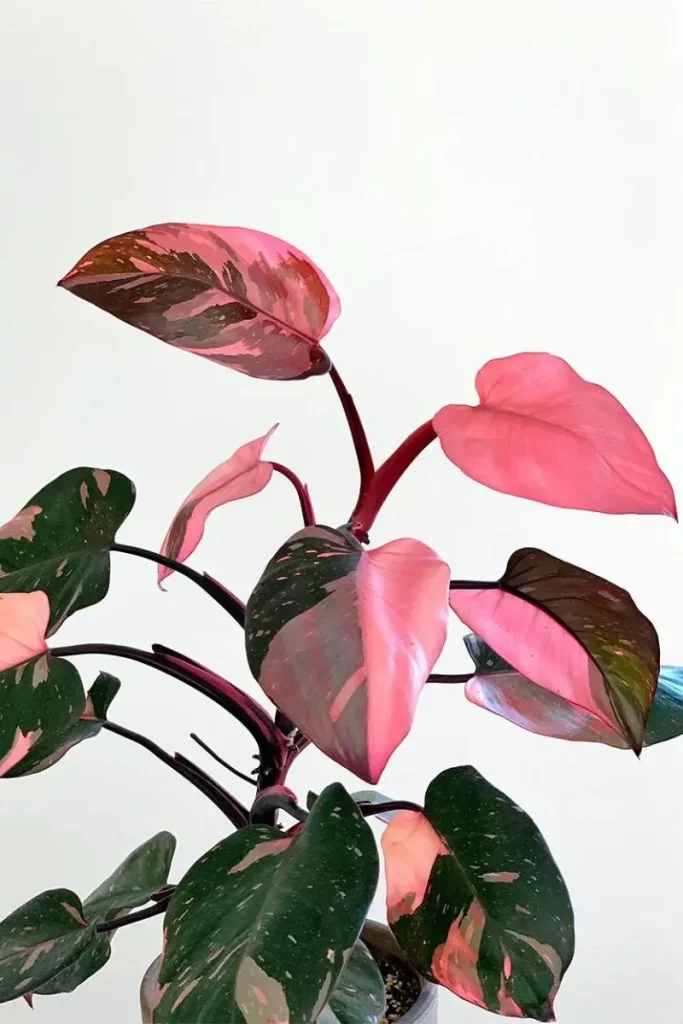 Philodendron-Pink-Princess-features-rare-variegated-pink-leaves-on-Thursd- گیاهان آپارتمانی لوکس در تهران