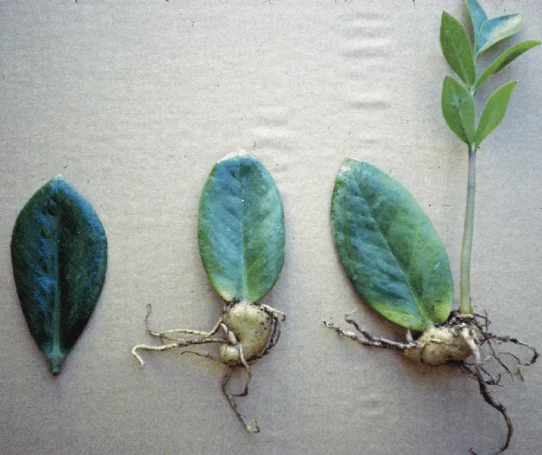 برگ زاموفیلیا تکثیر