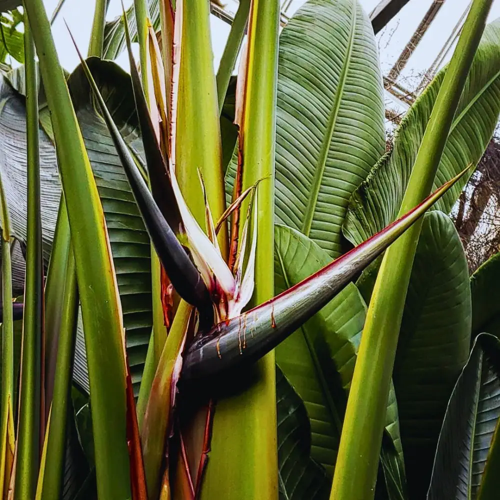 The-leaves-and-flowers-of-the-bird-of-paradise گیاه نخل نیکولای