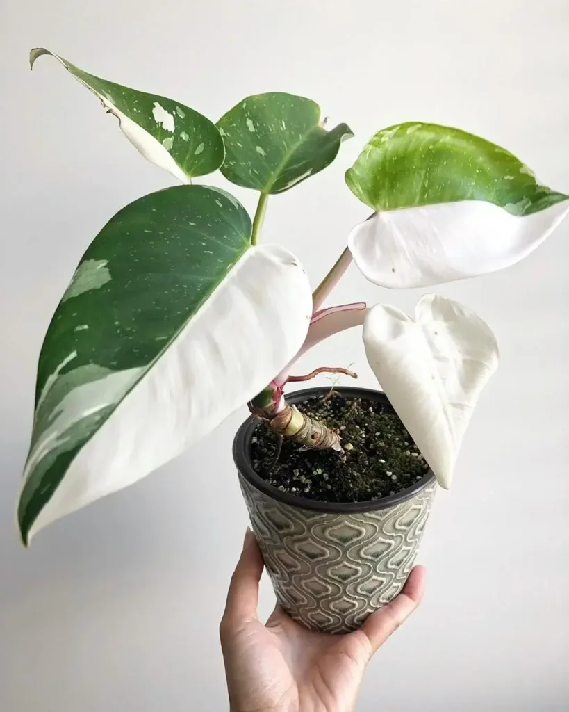 White-Knight-Philodendron-Live-Plant-in-a-4-Inch-Nursery-Pot-Philodendron-Erubescens-White-Knight-Extremely-Rare-Indoor-Houseplant-Plant-Vault-For-Sale White Knight Philodendron