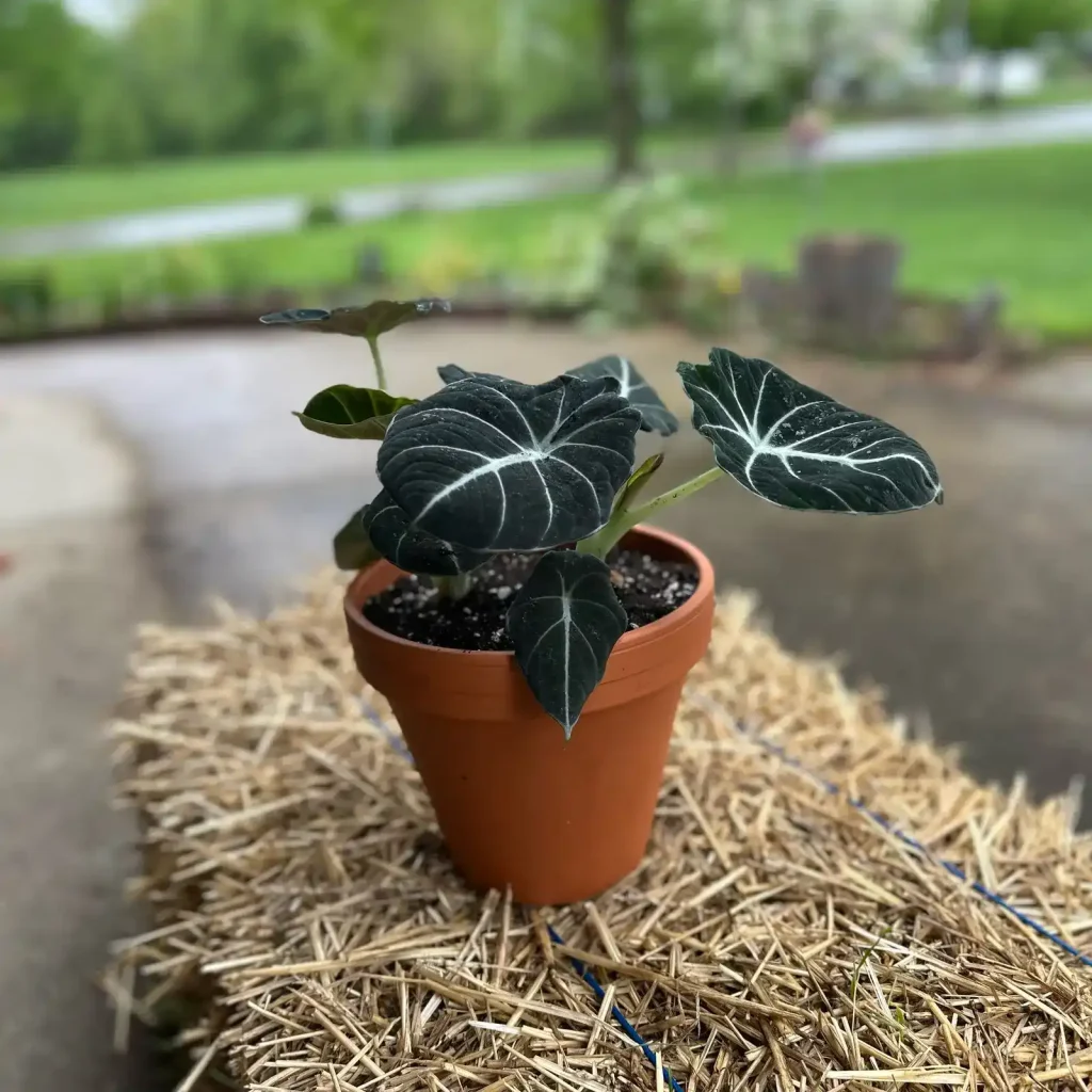 Y2FyZS1wbGFudC1wcm9maWxlL3VzZXJzLzQ3MTEvcGxhbnQtcGhvdG9zL05vbmUvMTcxNDg2MDM3OTUwNi0xRDFCNzBFMC02NzBBLTQ2RjMtQUIwMS00ODA3RDI3M0NGRUUuanBlZw== آلوکازیا بلک ولوت