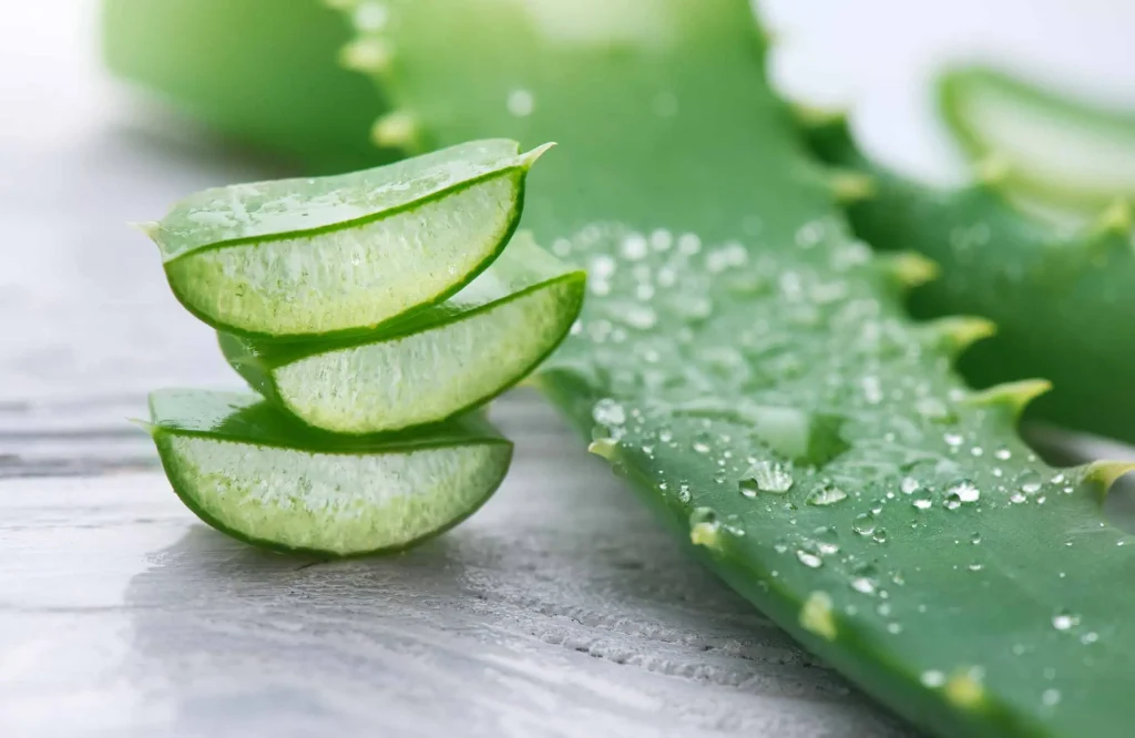aloe-vera-blog خواص درمانی گیاه آلوئهورا