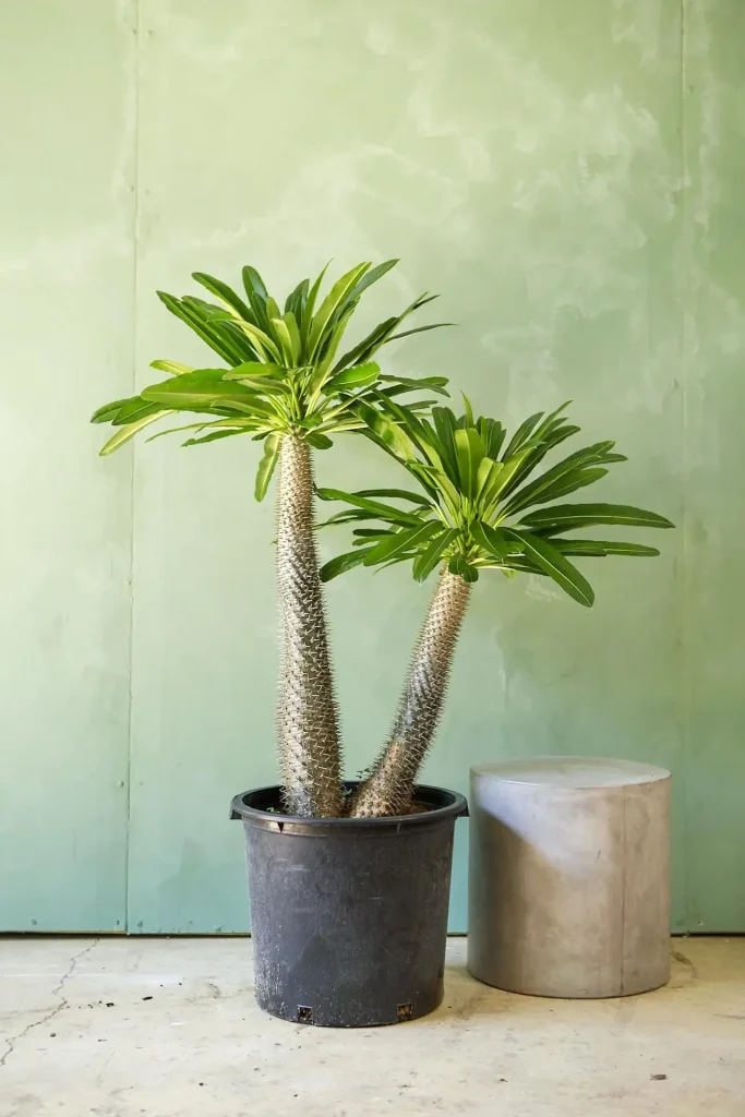 نگهداری نخل ماداگاسکار