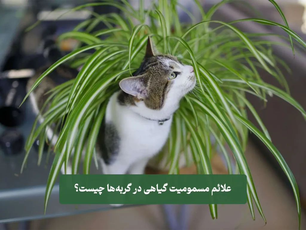 cat مسمومیت گربه با گیاهان