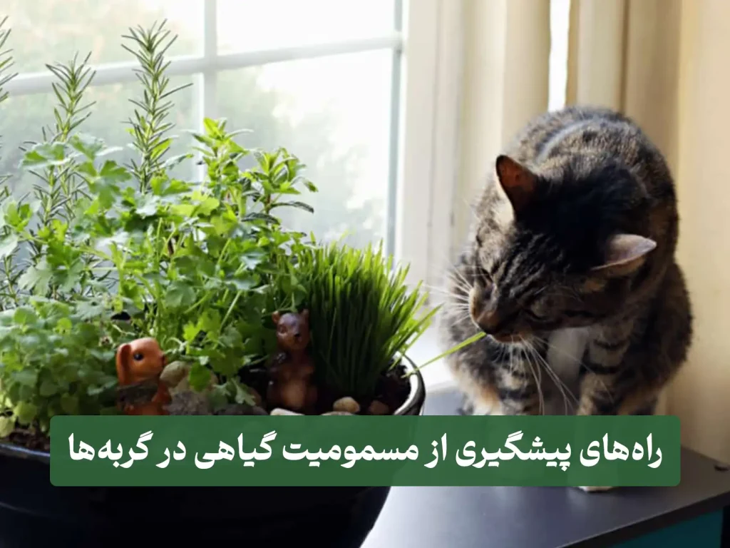 catt مسمومیت گربه ها