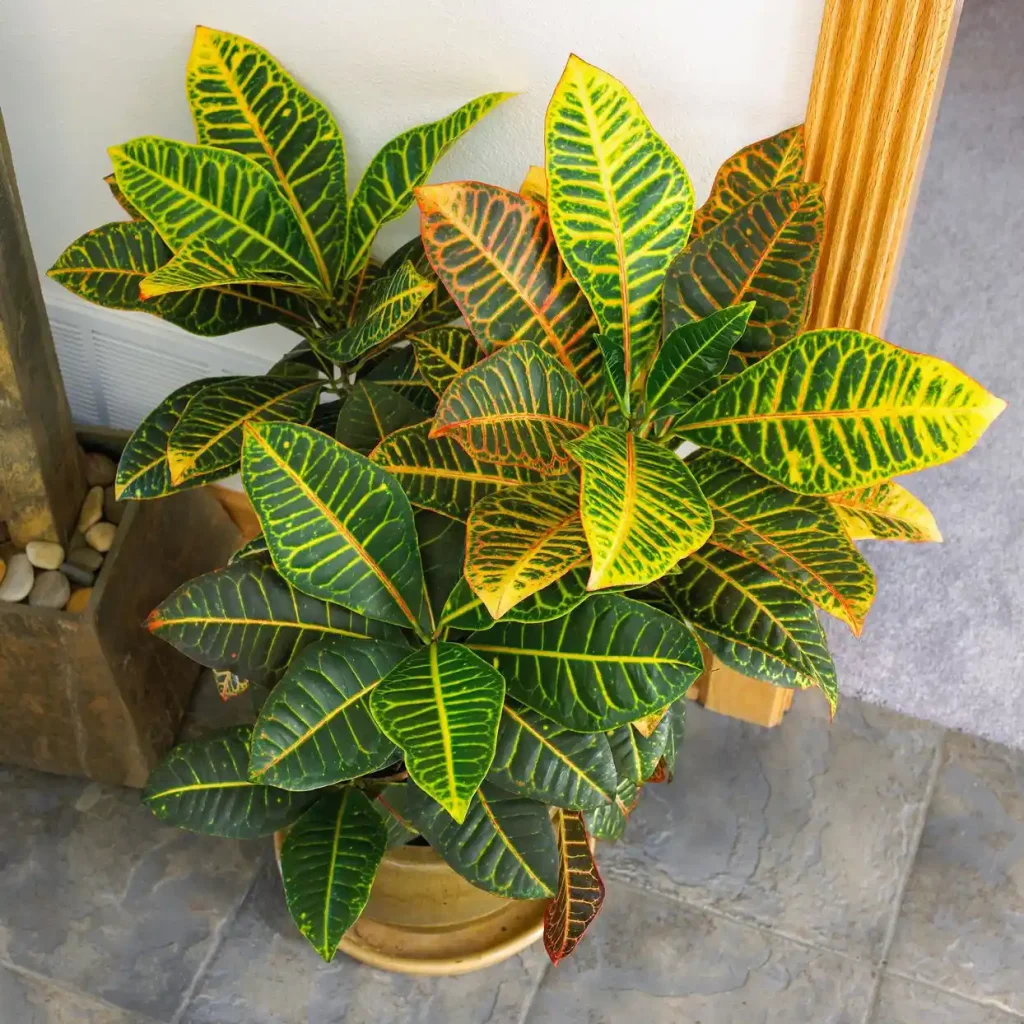 codiaeum-croton-houseplant-b094548b-1a330870f0174922b7dce1d63945921b نگهداری از کروتون