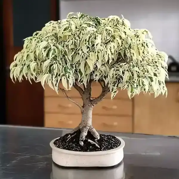 ficus-benjamina-1-ezgif.com-optiwebp گیاه لوکس
