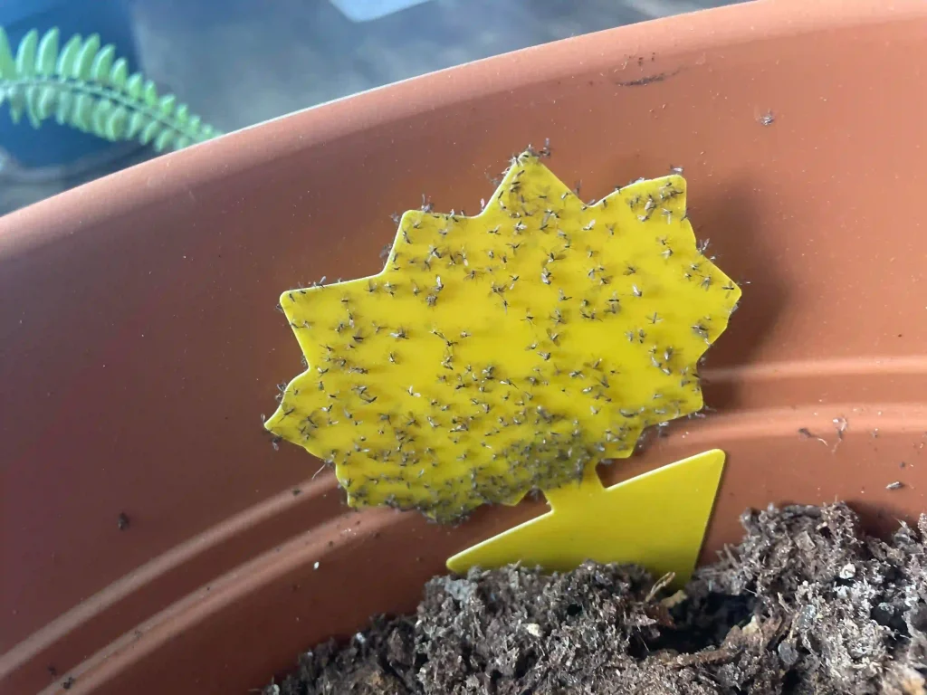 fungal-gnat-infestation-help-v0-b3dtye5j0q3e1 پشه گلدان خانگی