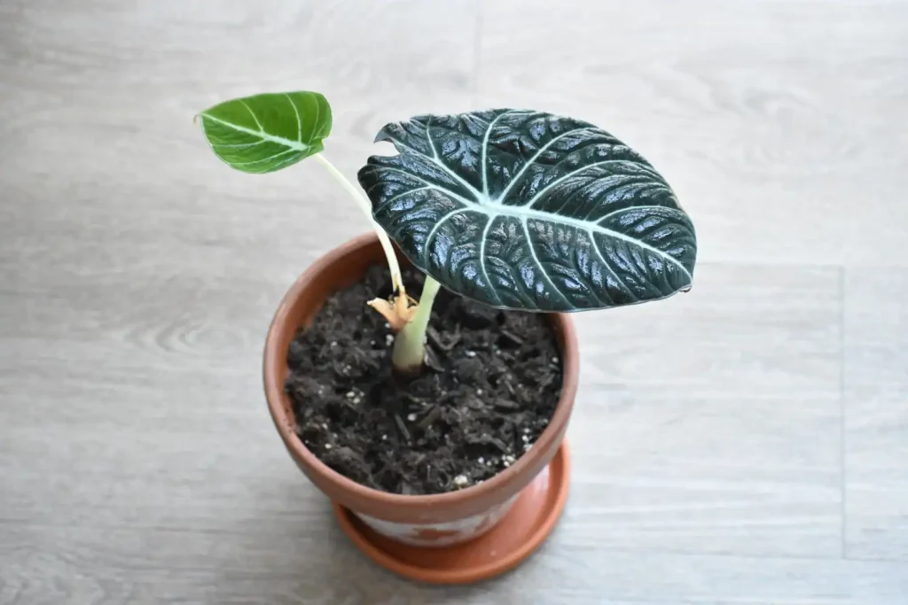 how-to-grow-and-care-for-alocasia-black-velvet-5235406-04-fc96fdba2121424a9a8d096102e51ff8 آلوکازیا