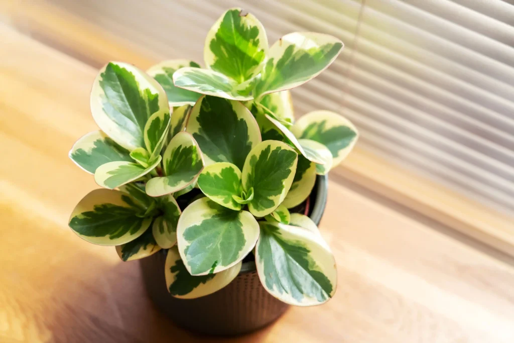how-to-grow-and-plant-peperomia-variegated-baby-rubber-plant-01-2f2d79952f6a4522b929e16551507e1f خرید گیاه لوکس