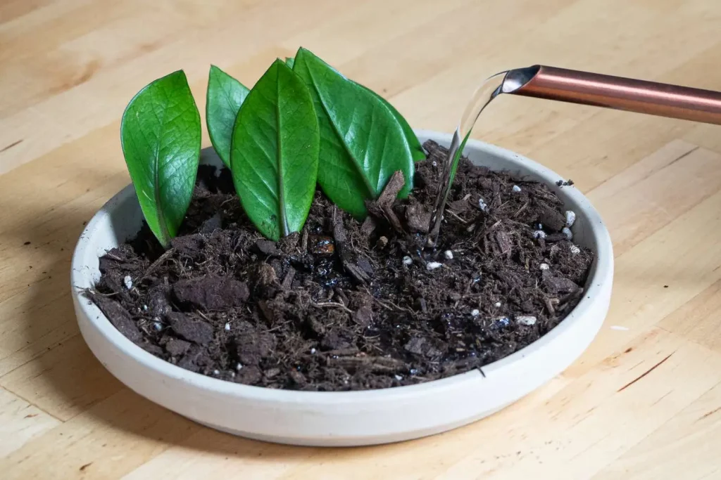 تکثیر زاموفیلیا