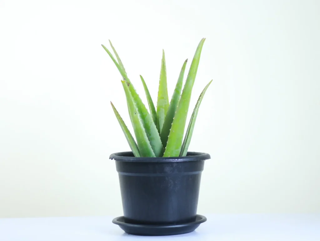 ldp-scaled آلوئهورا