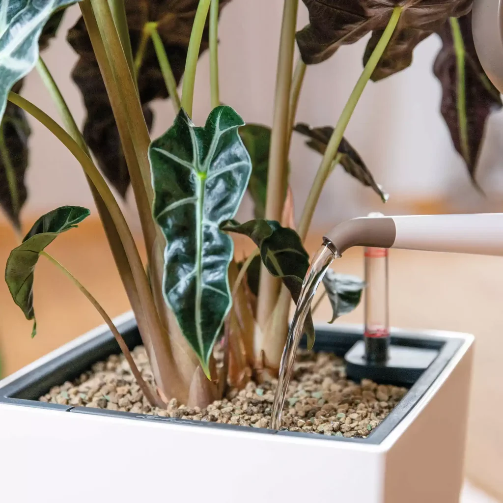 le_umtopfen_indoor_content_04 بستر خاک لچوزا