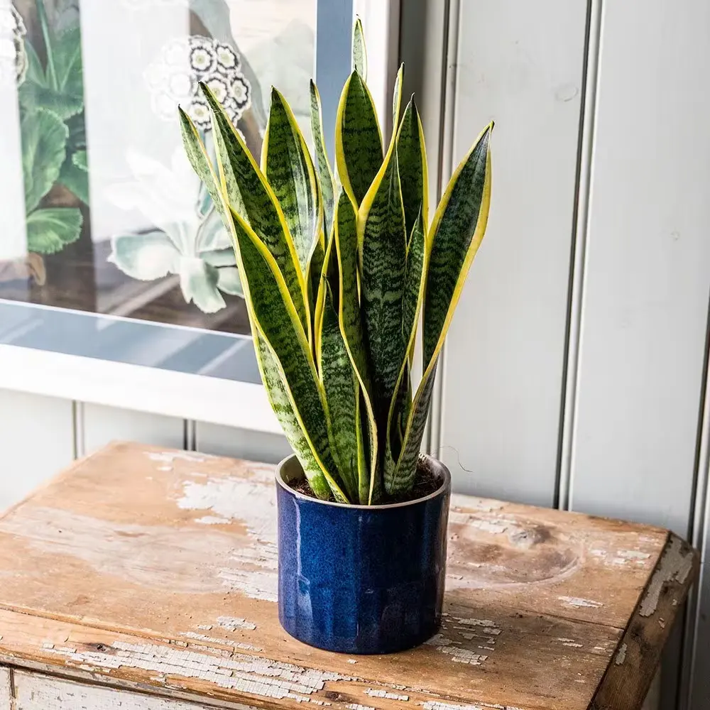 pl2000027233_card5_lg سانسوریا ابلق