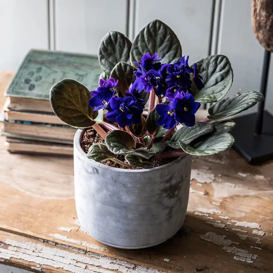 pl2000028181 نحوه تکثیر بنفشه آفریقایی