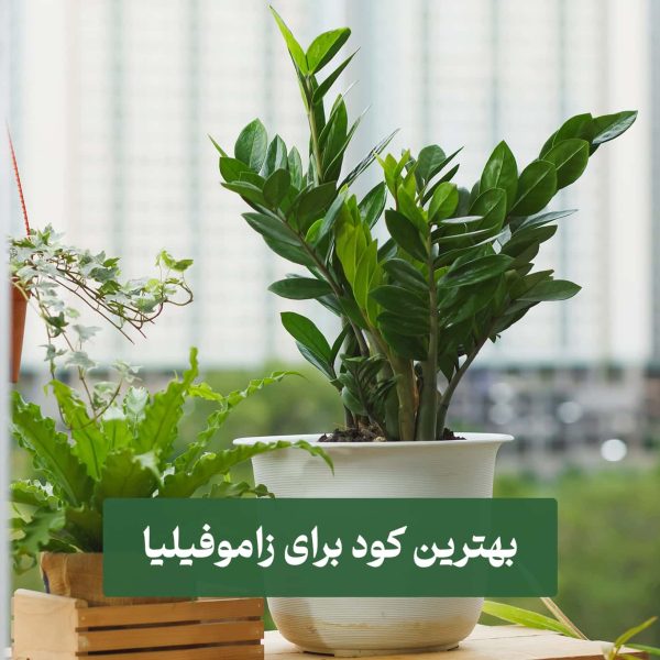 بهترین کود برای زاموفیلیا