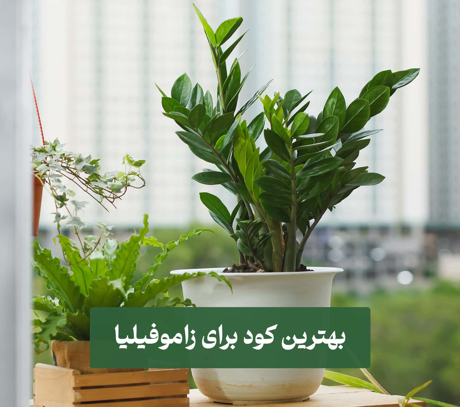 بهترین کود برای زاموفیلیا