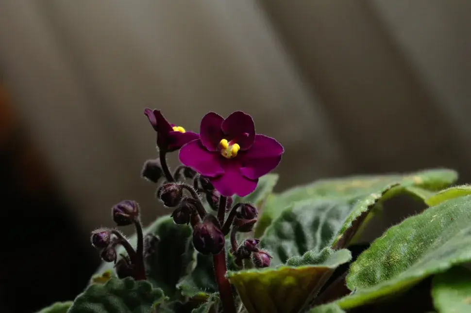 saintpaulia-purple-flowers گلدهی بنفشه آفریقایی