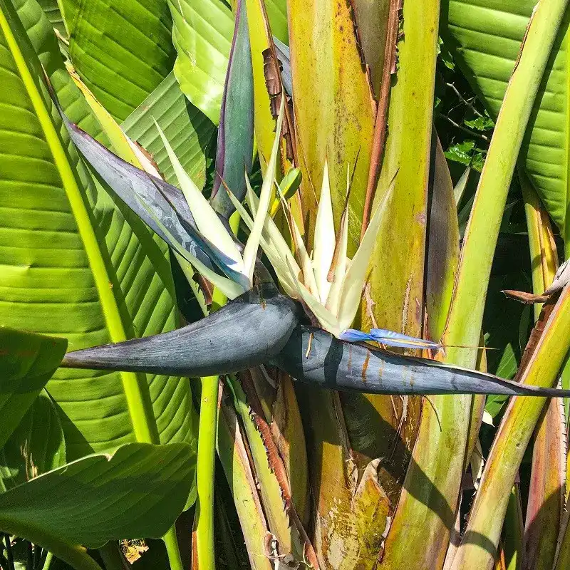 strelitzia-nicolai گیاه نخل نیکولای