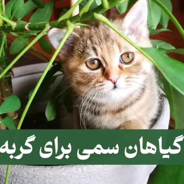 گیاهان سمی برای گربه