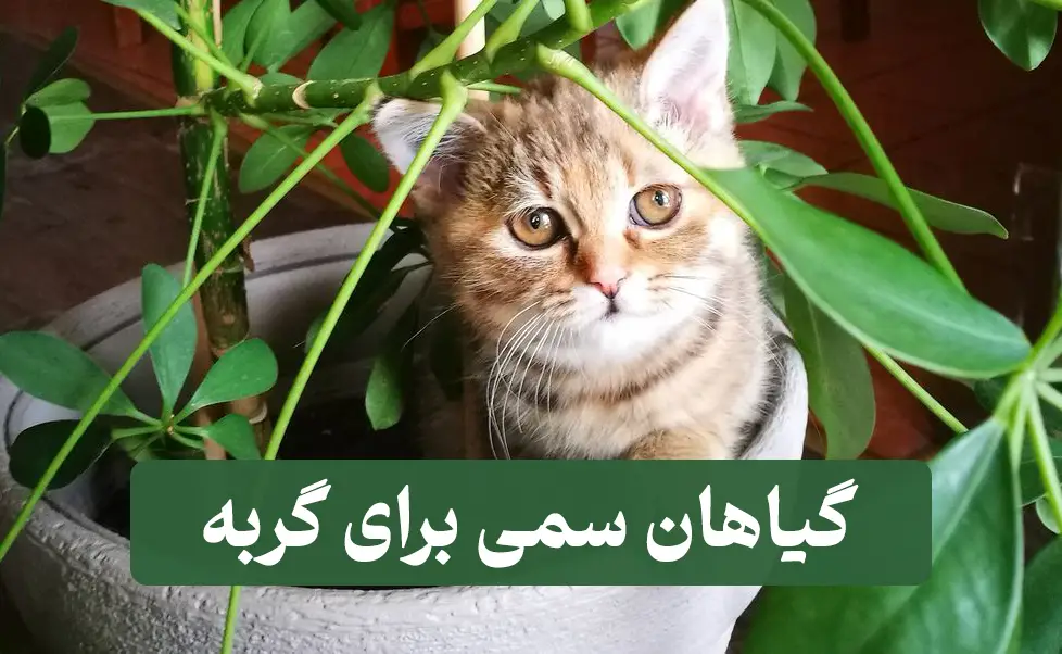 گیاهان سمی برای گربه 1 گیاهان سمی برای گربه