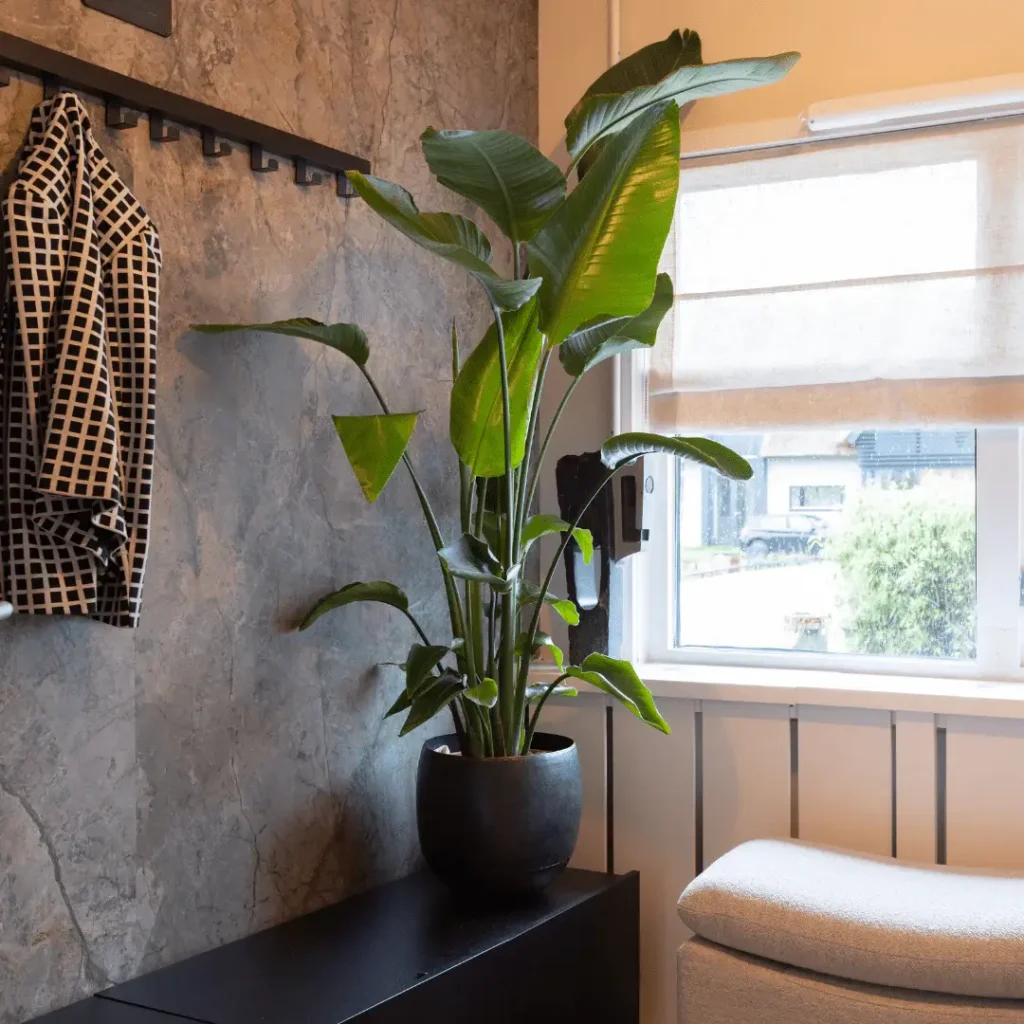 van_alles_-34_1920x نگهداری از نخل نیکولای