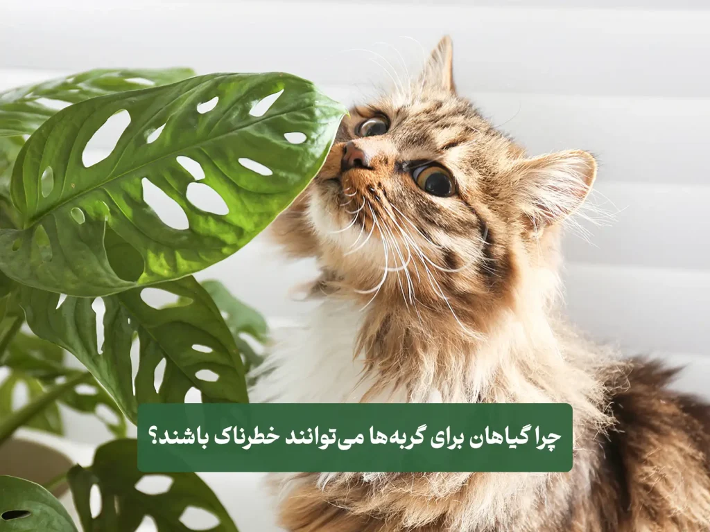 we گربه و گیاهان