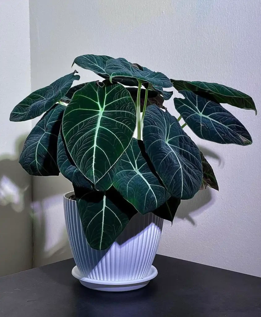ys7de528jvv81 Alocasia Black Velvet