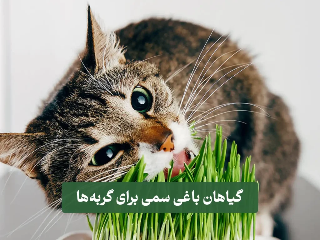 برببی گیاهان باغی سمی