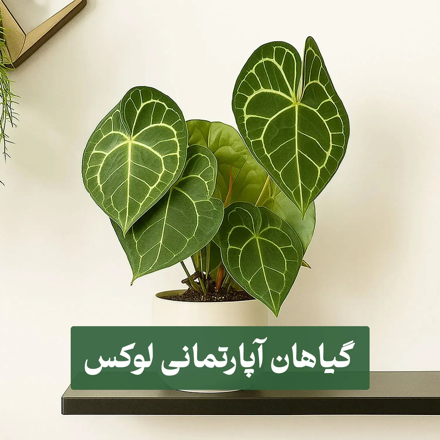 گیاهان آپارتمانی لوکس 1 گیاهان آپارتمانی لوکس