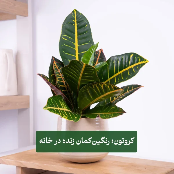 گیاه کروتون